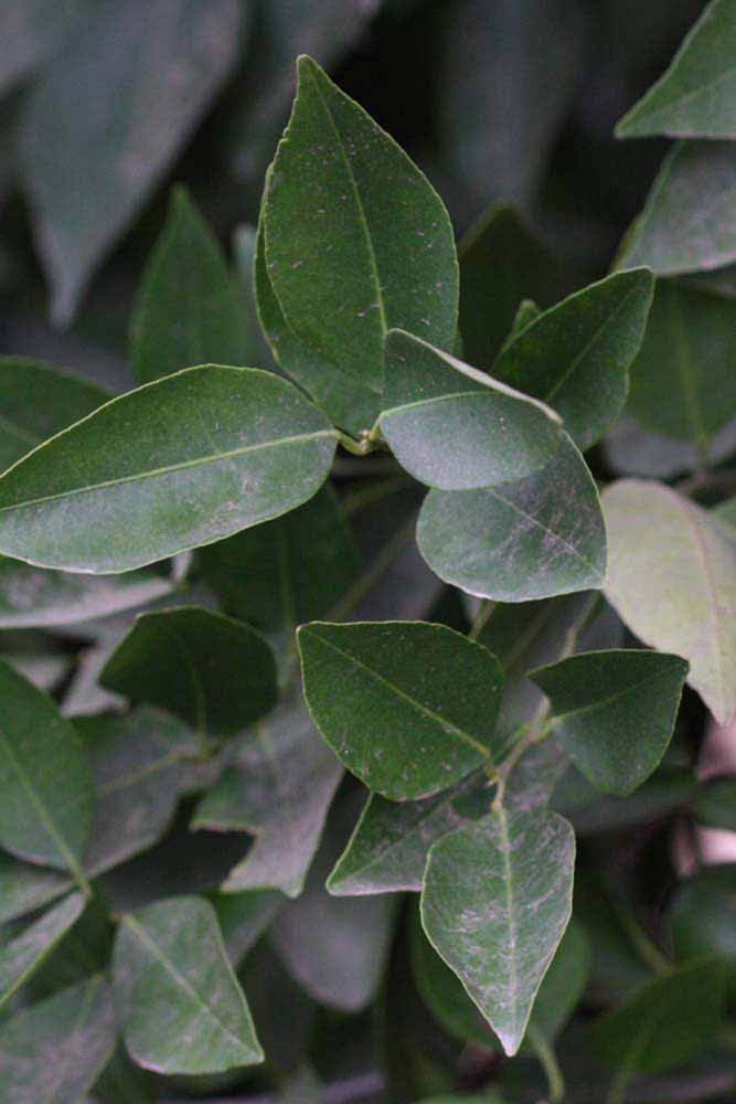              Sun leaves (Riverside, CA)       